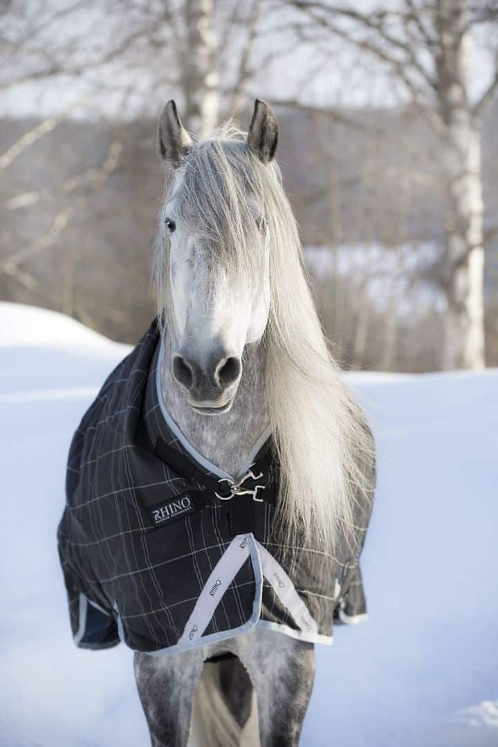 Horseware RHINO  WUG 100g lite Regendecke Weidedecke Übergangesdecke Black/ grey 